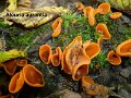 Aleuria aurantia-amf1417